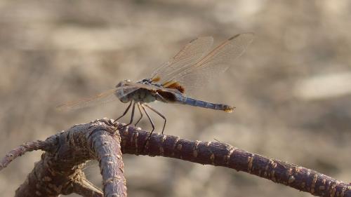 Urothemis edwardsii